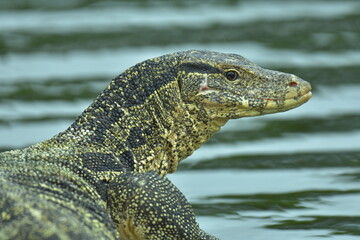 Varanus salvator or water moniter is reail nature. He resting sunbathe for dry skin.