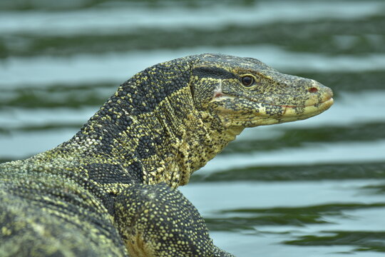 Varanus salvator or water moniter is reail nature. He resting sunbathe for dry skin.