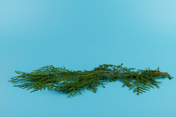 Fresh cypress branch isolated on blue background. Christmas composition, copy space.