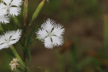 初夏の公園に咲くカワラナデシコ（ダイアンサス）の白い花