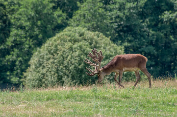 The Red Deer (Cervus elaphus) in farm, Poland