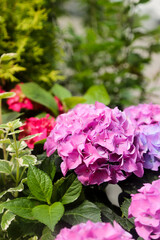 Gorgeous pink Hortensia in bloom  