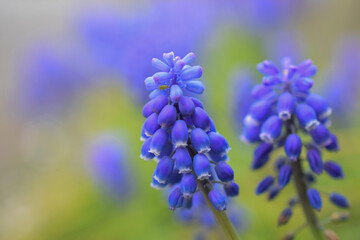 blue hyacinth flower