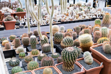 Variety of cactus. Beautiful green background of decorative succulent plants in neutral colors.