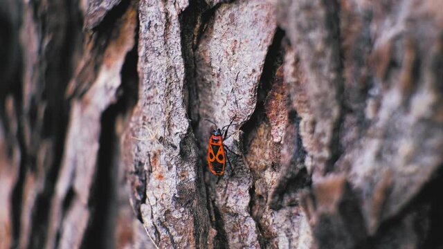 Red and Black Firebug Insect Walking on Tree Bark Close Up