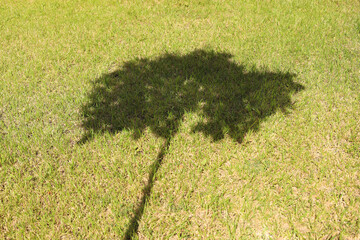 Dry grass lawn and Catalpa tree shadow, sunny or autumn background, texture.