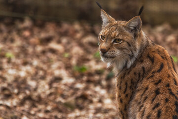 Obraz premium luchs 