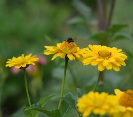 bee on flower