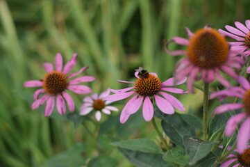 bee on a flower