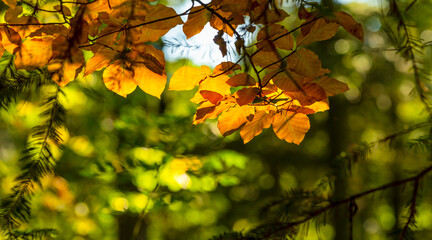 Autumn is coming.