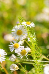 Daisy in a forest meadow.