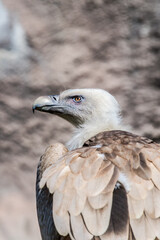 Griffon Vulture (Gyps fulvus)