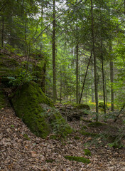 Deep forest in Swietokrzyskie Poland.