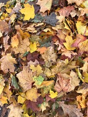 autumn leaves background