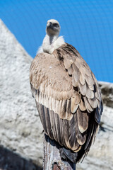 Griffon Vulture (Gyps fulvus)