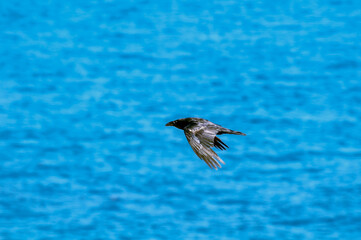 Raven (Corvus corax) at Chowiet Island, Semidi Islands, Alaska, USA