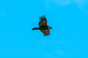 Raven (Corvus corax) at Chowiet Island, Semidi Islands, Alaska, USA