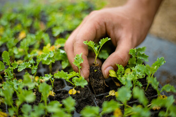 Gardening concept a farmer bringing seedling in nursery pots preparing for growing in the soil plots