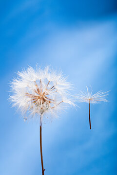 dandelion against sky