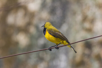 view of a beautiful olive backed sunbird in nature