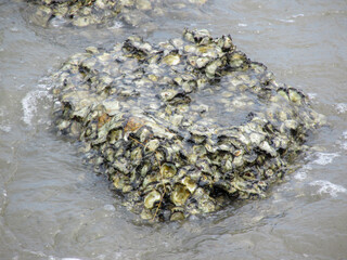 stone covered by seashells