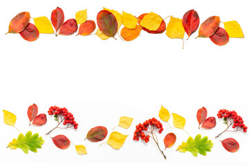 frame of autumn leaves and rowan, frame of autumn leaves on a white background