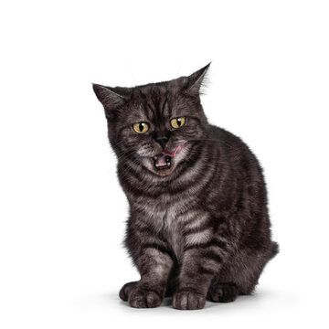 Cute Black smoke British Shorthair cat, sitting facing front. Mouth open, licking lips with pink tongue. Isolated on a white background.
