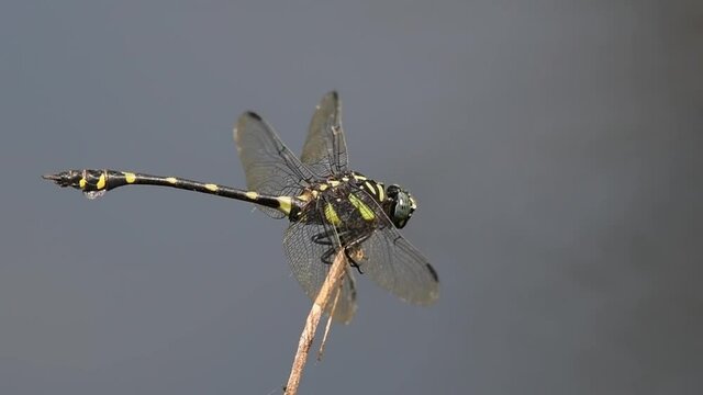 Facing towards the right while balancing against the wind, Common Flangetail, Ictinogomphus decoratus, Kaeng Krachan National Park, UNESCO World Heritage, Thailand.