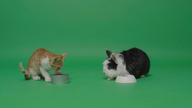 Rabbit and small kitten eating together on a green screen.