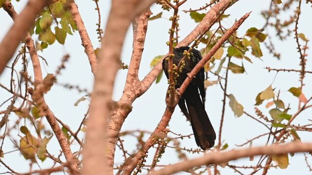 Turns its head over its shoulder towards the left of its body and preens its left wing, red eye, Asian Koel, Eudynamys scolopaceus, Male, Thailand.