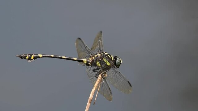 Seen landing on the twig facing to the right as it balances against the wind, Common Flangetail, Ictinogomphus decoratus, Kaeng Krachan National Park, UNESCO World Heritage, Thailand.