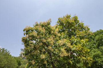 tree in the sky