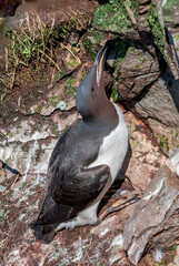 Thick-billed Murre (Uria lomvia) at St. George Island, Pribilof Islands, Alaska, USA