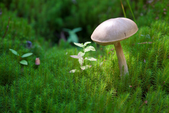 Thick moss with a mushroom and a small plant.