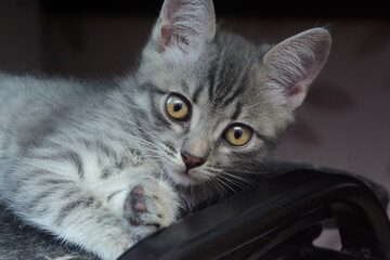 Young gray cat looks into the camera. Favorite pets concept
