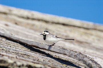 White Wagtail (Motacilla alba) in Barents Sea coastal area, Russia
