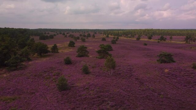 Blooming Heather plants coloring pink and purple in a heathland landscape in summer in the Veluwe nature reserve during a summer day. Drone view from above.