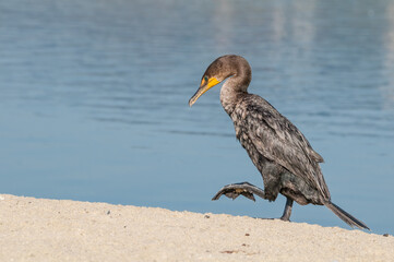 Double-crested Cormorant (Phalacrocorax auritus) in Malibu Lagoon, California, USA