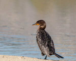 Double-crested Cormorant (Phalacrocorax auritus) in Malibu Lagoon, California, USA