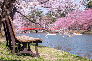 Wooden bench under the cherry tree at the lake