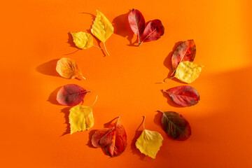 autumn leaves are arranged in a circle, Frame made of colorful autumn leaves on white background. Flat lay. Copy space.