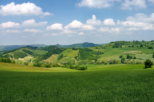 Rural landscape at May in Oltrepo Pavese near Zavattarello