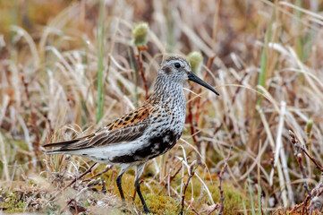 Dunlin (Calidris alpina) in Barents Sea coastal area, Russia