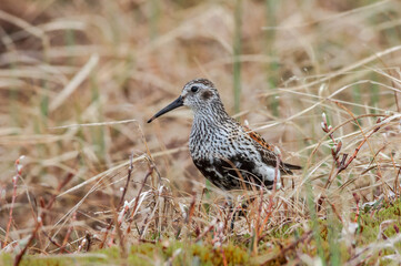 Dunlin (Calidris alpina) in Barents Sea coastal area, Russia