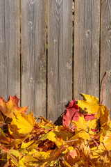 Naklejka na ściany i meble Autumn background of yellow maple leaves and a wooden fence
