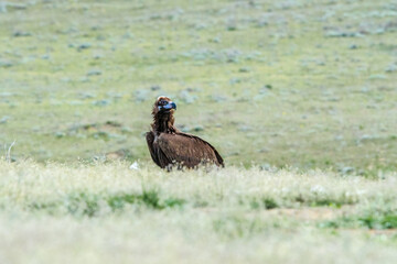 Cinereous Vulture (Aegypius monachus) in Caucasus, Republic of Dagestan, Russia