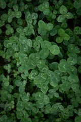 Obraz premium clover in the garden