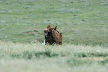 Cinereous Vulture (Aegypius monachus) in Caucasus, Republic of Dagestan, Russia
