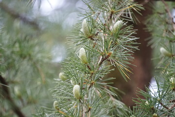 ヒマラヤスギ雄花