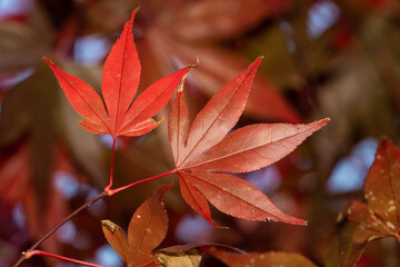 Beautiful maple leaves in autumn season.